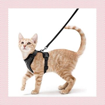 best cat harnesses