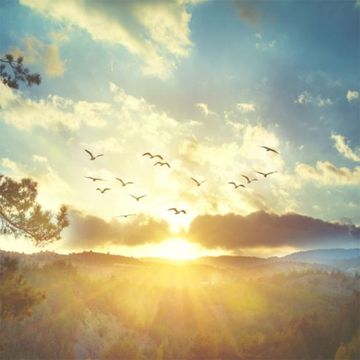 bible quotes flock of birds flying through the sky with sun coming through clouds