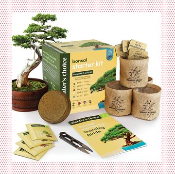 bonsai kit and mini house