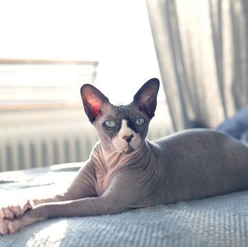 hairless cat hairless cat sitting on a bed