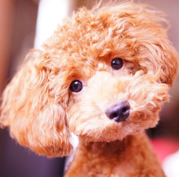 small dog breeds miniature poodle