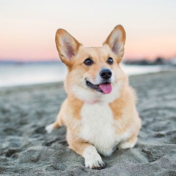 smartest dog breeds corgi sitting on a beach
