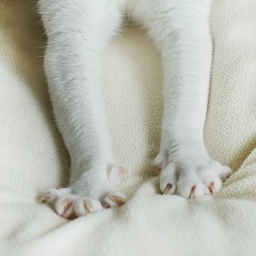 why do cats knead  white cat paws kneading blanket